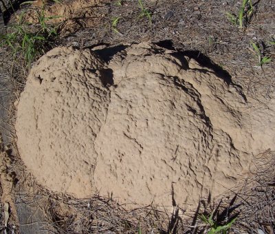 anthill