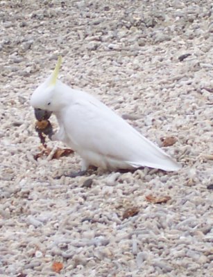 Cockatoo