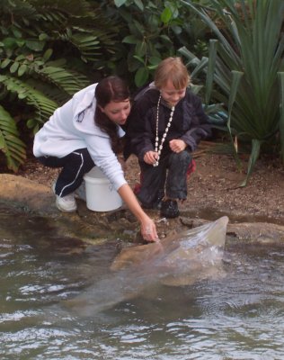 finshark