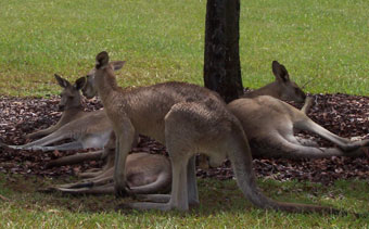 kangaroos