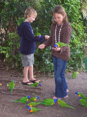 Rainbow Lorikeets