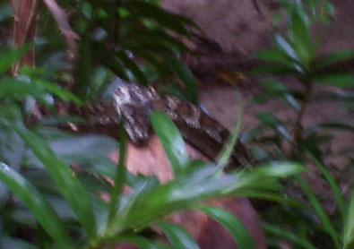 python