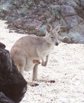 Wallaby with Joey
